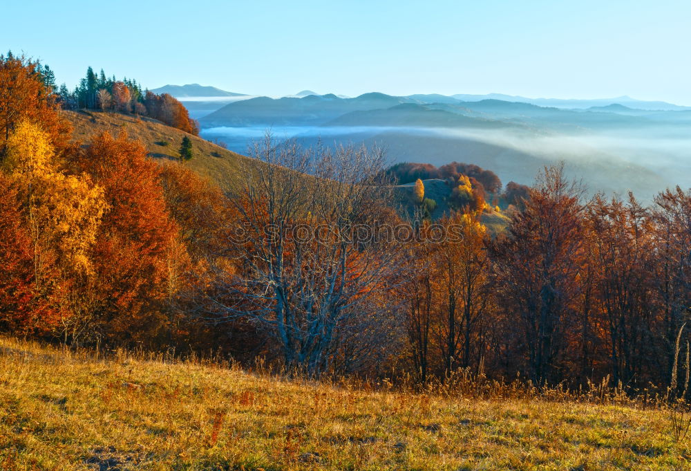 Similar – Image, Stock Photo Lone tree in autumn mountains