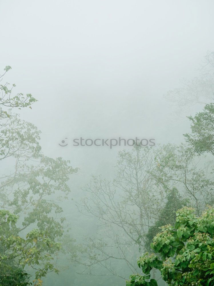 Similar – Image, Stock Photo Green mixed woods Forest