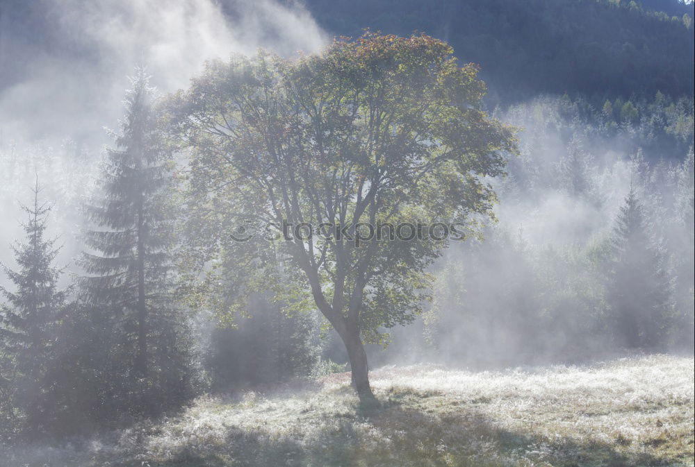 Image, Stock Photo December morning in the Black Forest