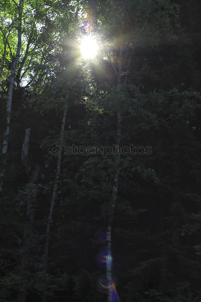 Similar – Image, Stock Photo Mystic River Lake Tree Fog