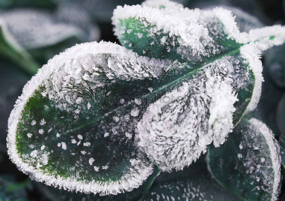 Similar – Close-up of ice crystals on nettle leaves