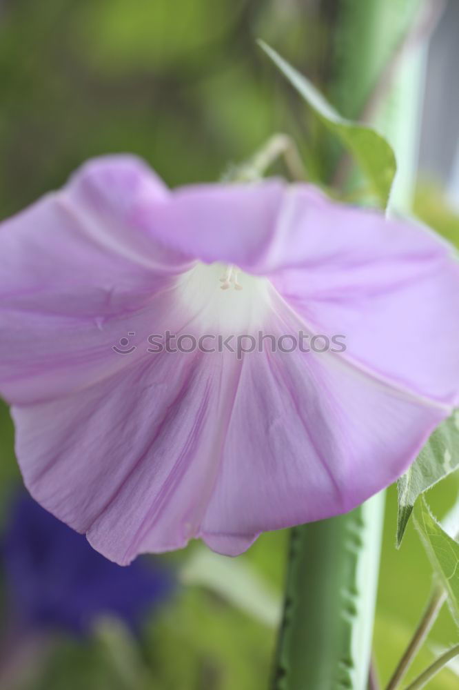 Similar – Image, Stock Photo summer Flower Blossom