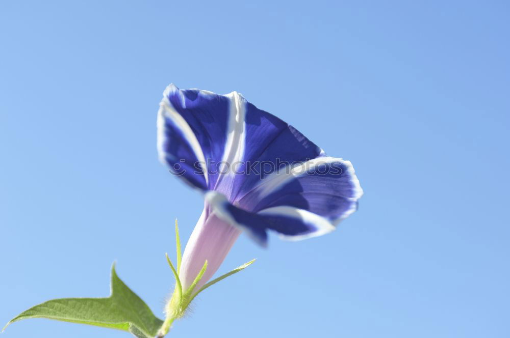 Similar – Image, Stock Photo summer Flower Blossom