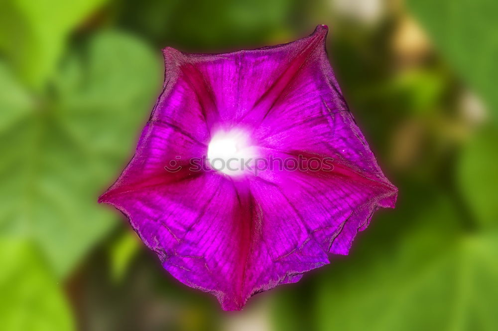 Similar – Image, Stock Photo blue flower Close-up