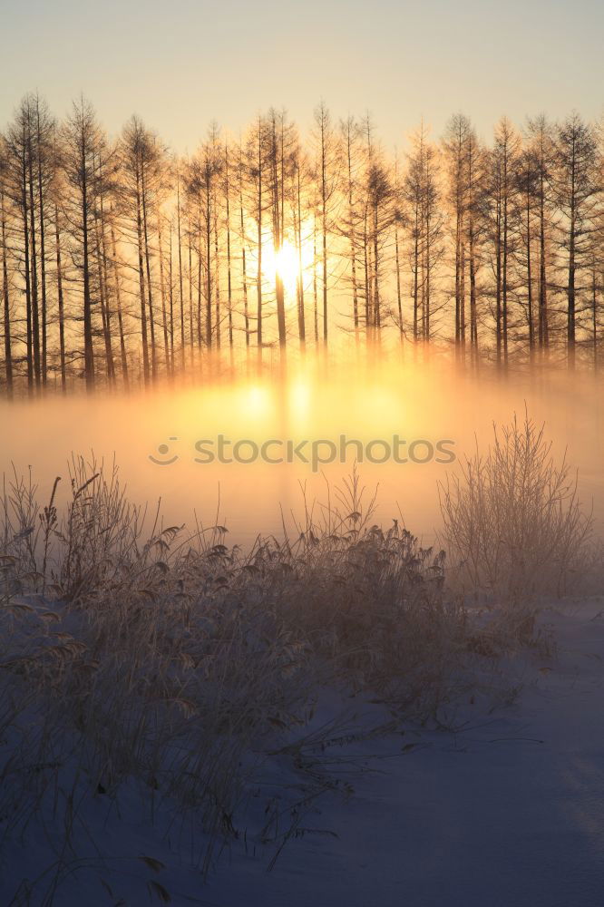 Similar – Wintersonne kalt