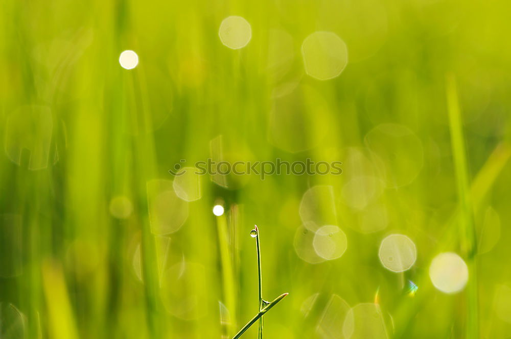 Similar – Image, Stock Photo little trees Plant Leaf