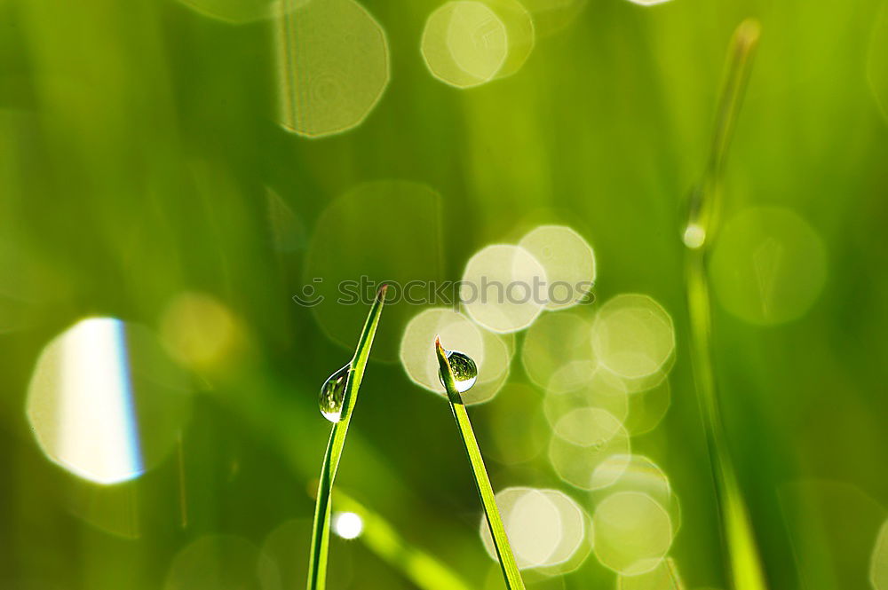 Similar – Image, Stock Photo snail Environment Animal