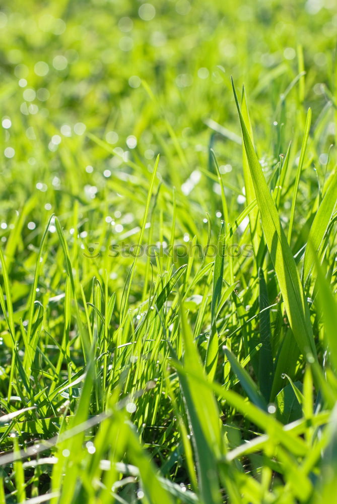 Similar – Grünes Gras Blaues Glas