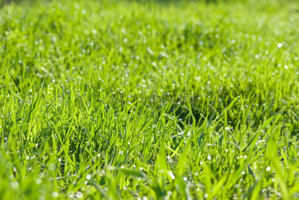 Similar – lush grass juicy grass