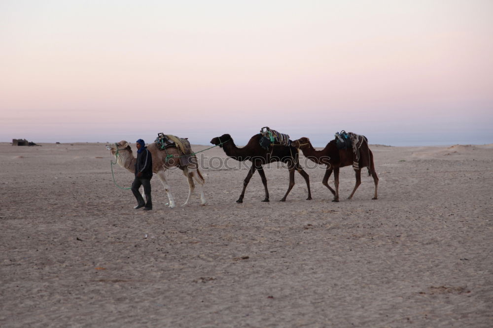 Similar – caravan rest Dromedary