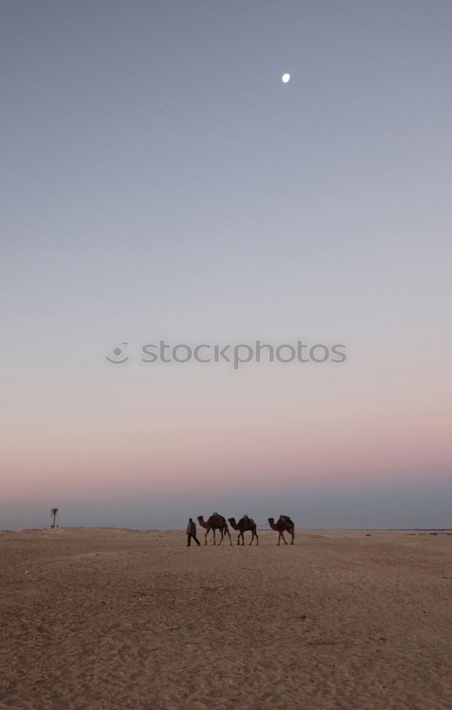 Similar – Silhouetten von drei Reitern bei Sonnenschein am Strand