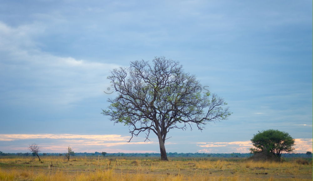 Similar – Daydreaming Umwelt Natur