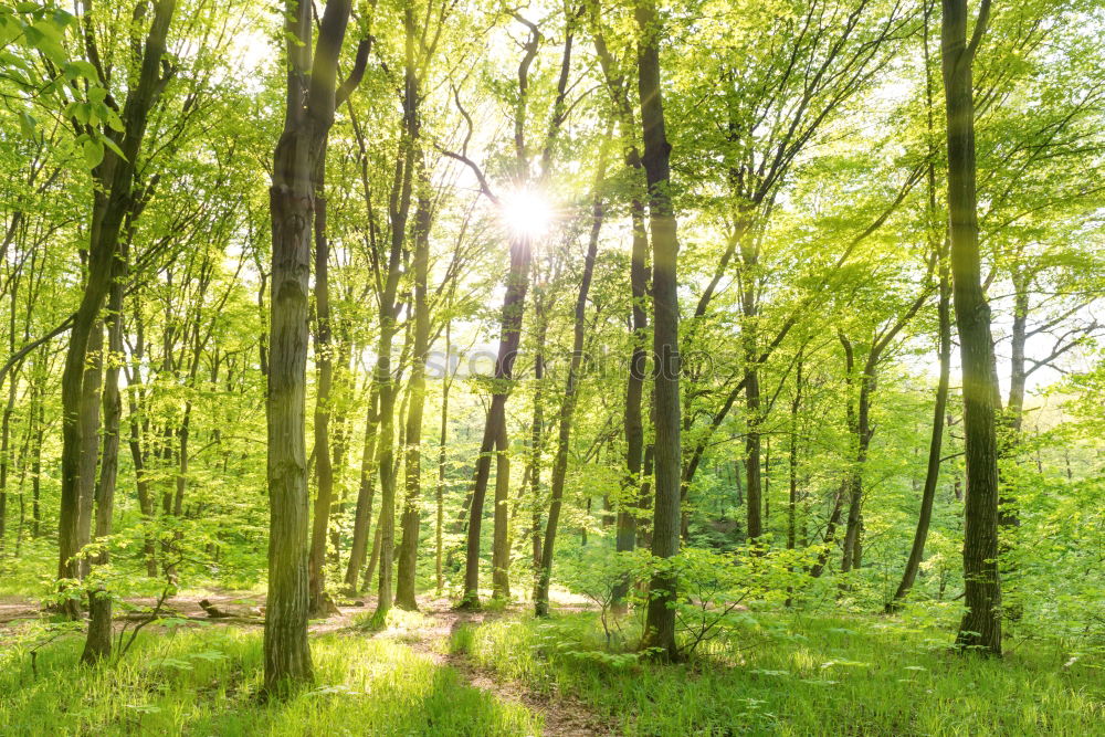 Similar – Forest walk in spring Trip