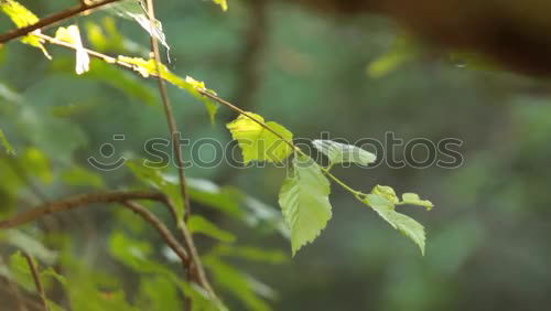 Similar – Image, Stock Photo hidden happiness? Clover