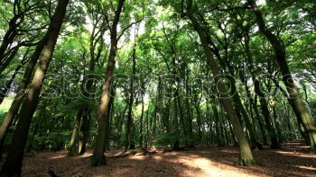 Similar – Foto Bild Blätterwald Natur