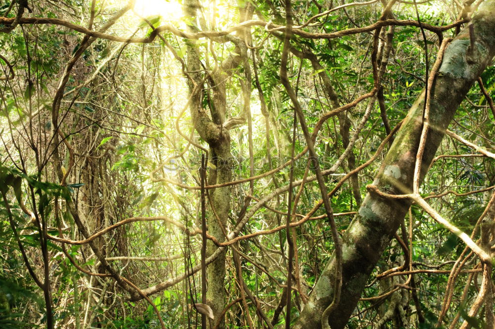 Similar – Ancient Beech Tree