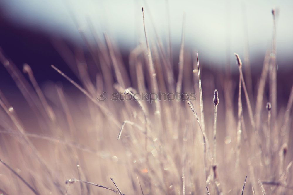 Similar – Just in the wind Gras Feld