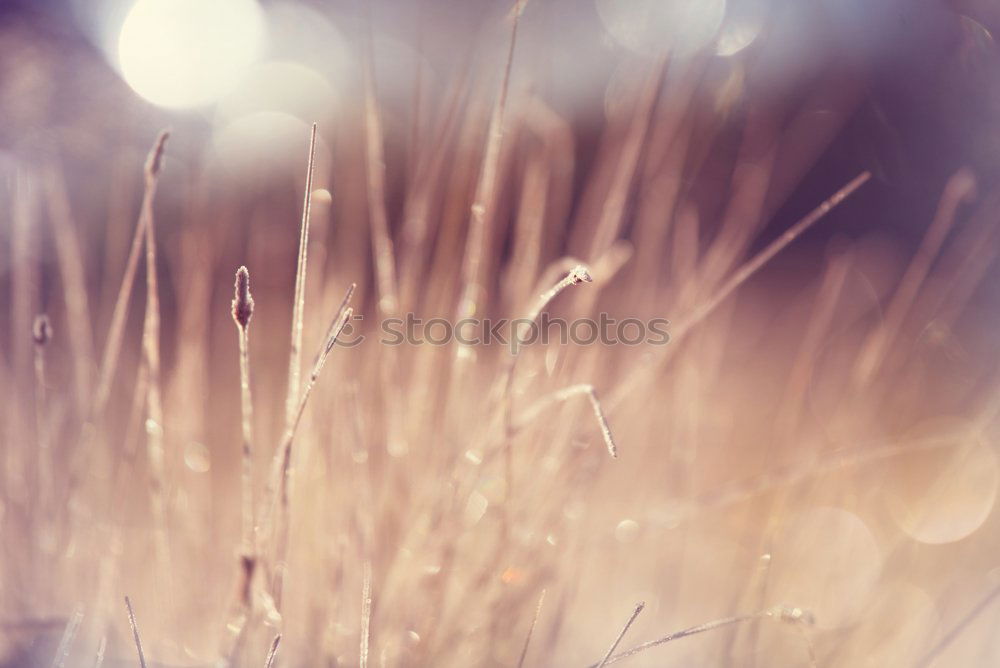 Image, Stock Photo Grass in a mysterious play of light