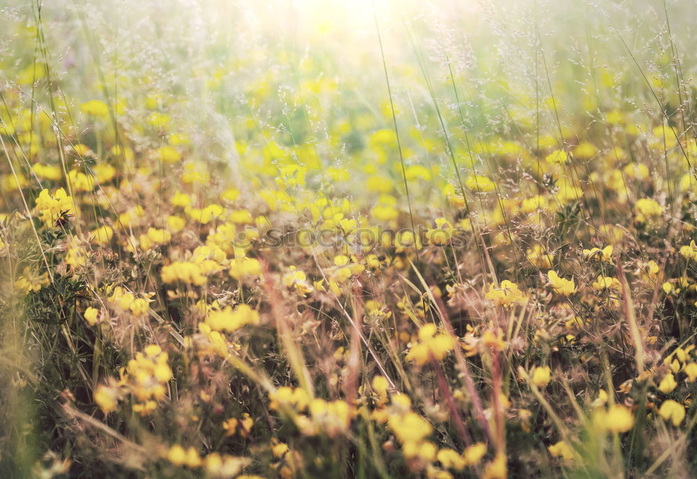 Similar – Image, Stock Photo in the early morning dew