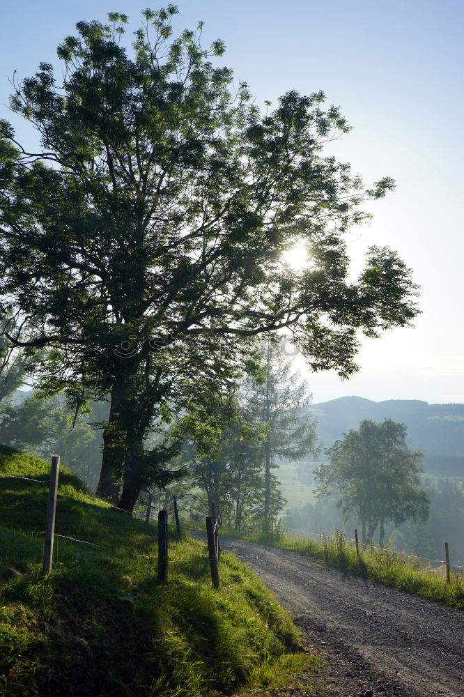 Similar – nebelsonne Nebel Baum