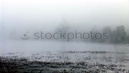 Similar – Image, Stock Photo autumn fog Environment