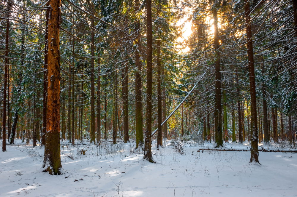 Similar – WINTER III Winter Baum