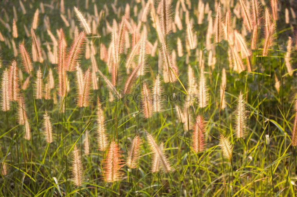 Similar – Image, Stock Photo In the barley field Nature