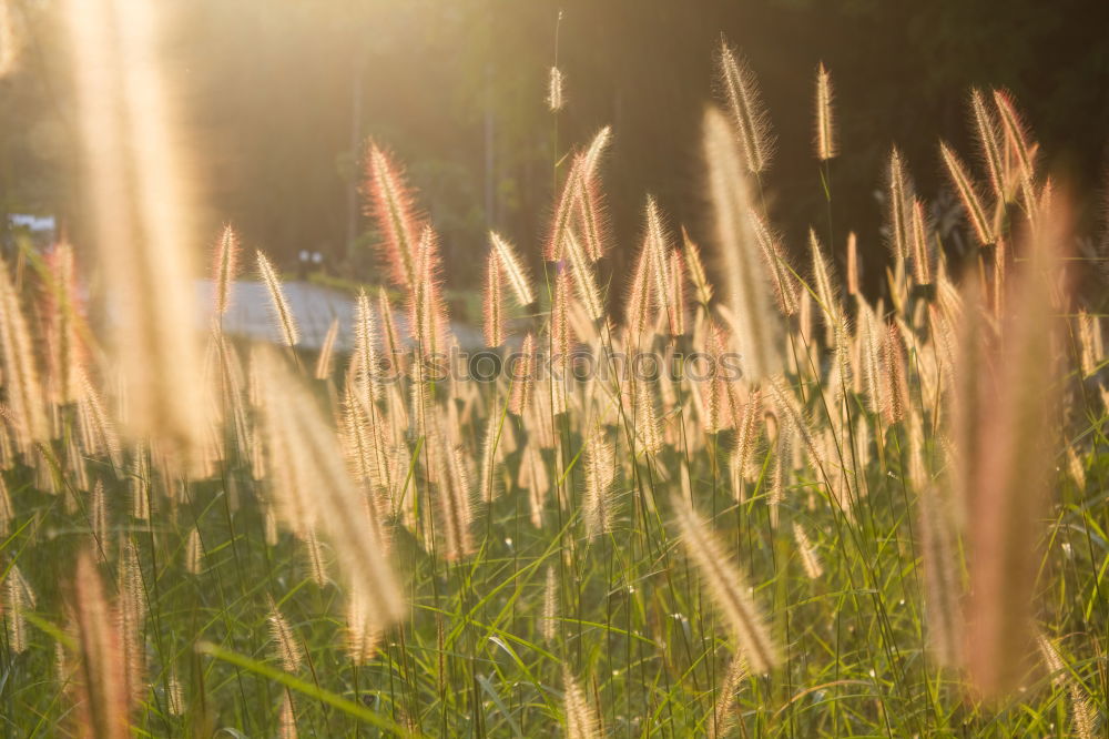 morning dew Sunrise Dew