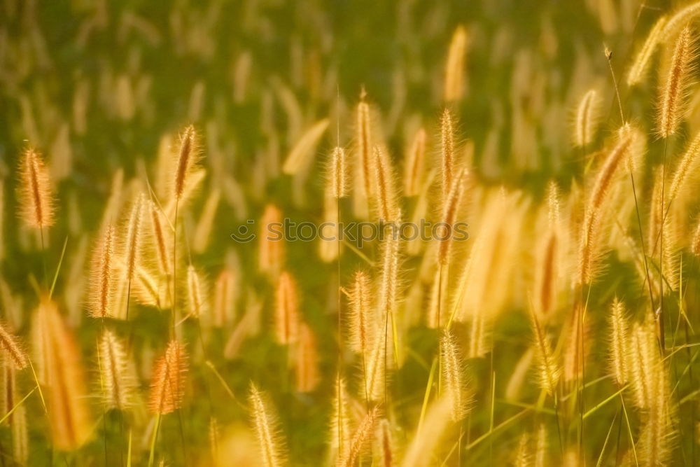 Similar – Image, Stock Photo grass Grass Green Stalk