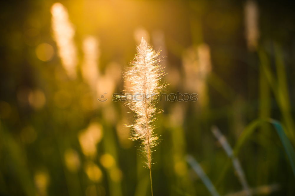 Similar – Image, Stock Photo Sunrise Field Agriculture