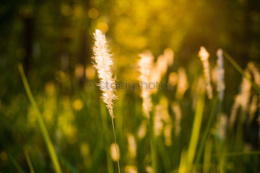 Image, Stock Photo Sunrise Field Agriculture