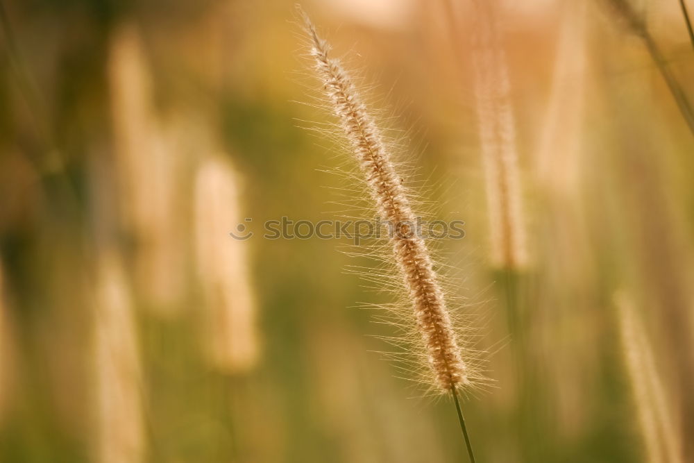 Similar – Image, Stock Photo Autumn Grain Elegant Style