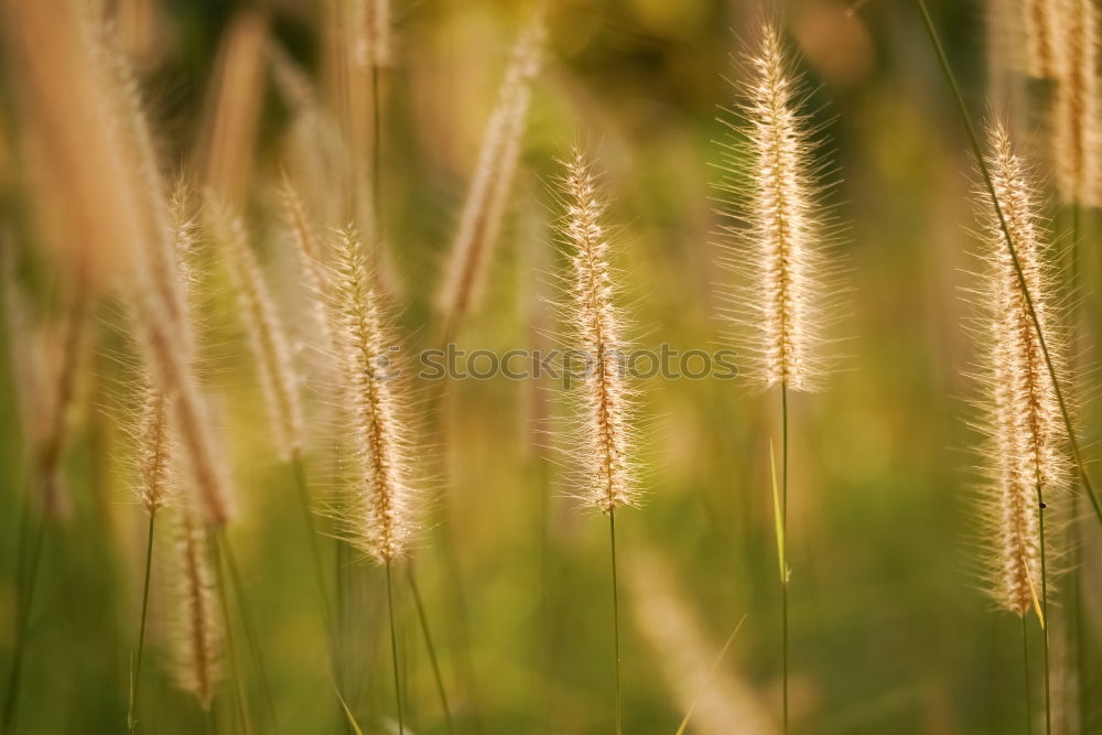 Similar – grass Grass Green Stalk