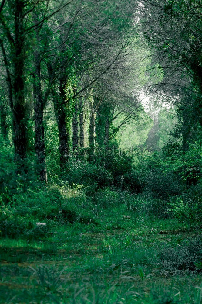 Similar – Image, Stock Photo Old apple tree Tree