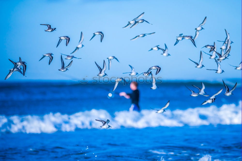 Similar – Foto Bild möwen 2 Möwe Vogel Strand