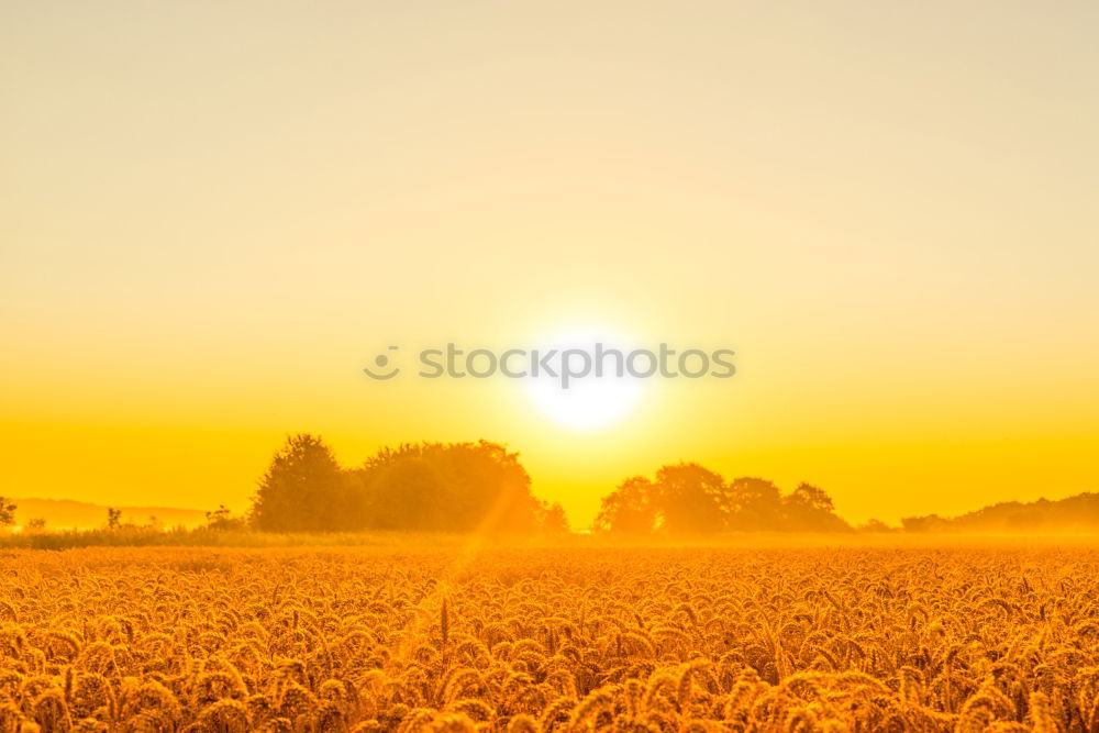 Straw bales in the sunrise