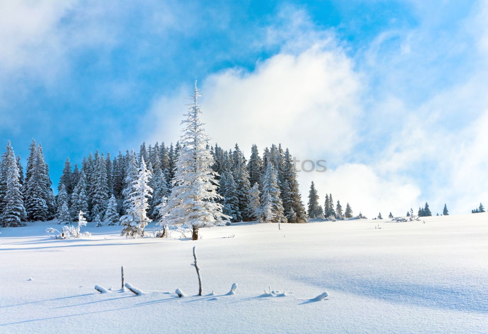 Similar – Image, Stock Photo Winter sunshine in the forest