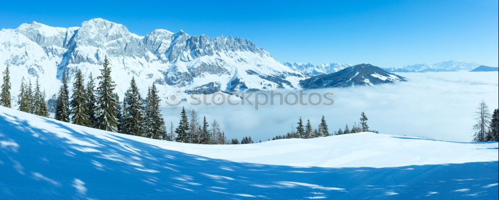 Tracks in the snow