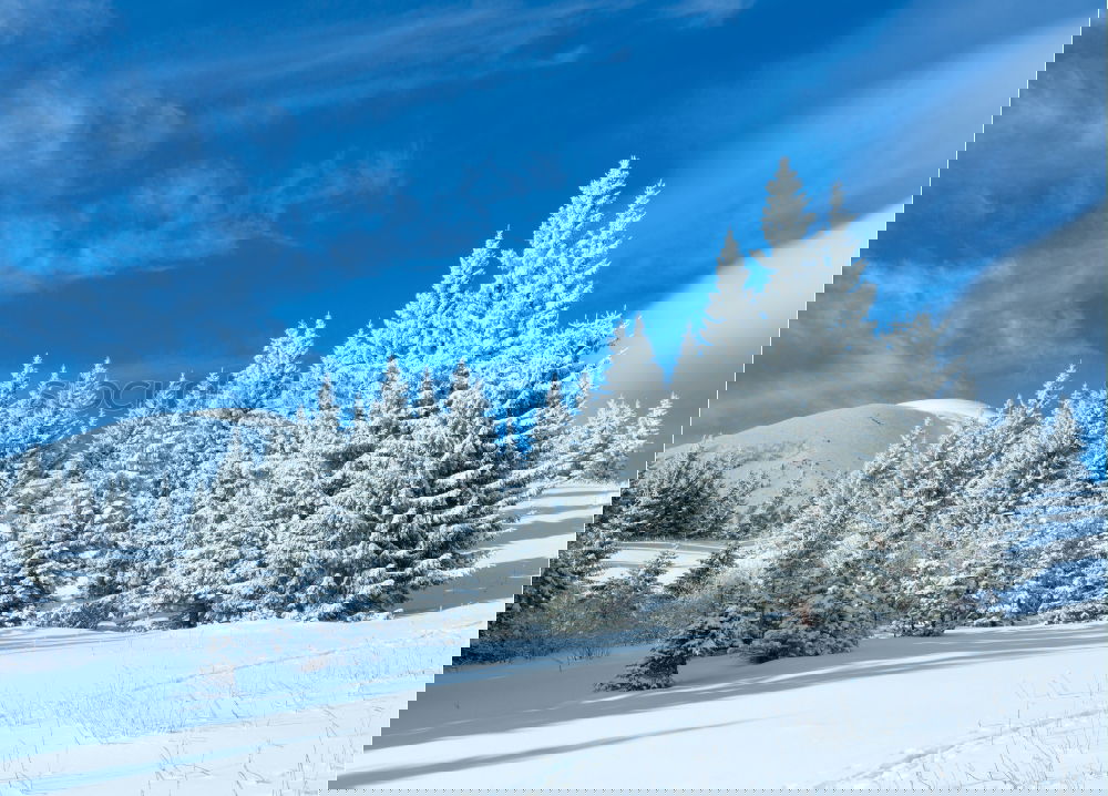 Similar – Image, Stock Photo bitter Forest Cold Snow