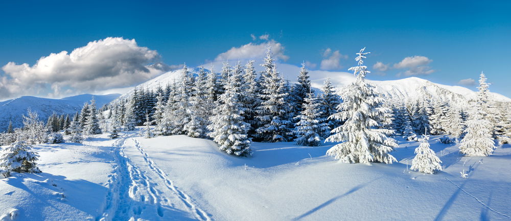 Similar – winter landscape Forest