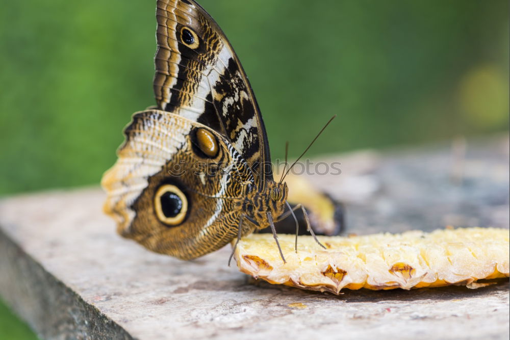 Similar – Landebahn Schmetterling