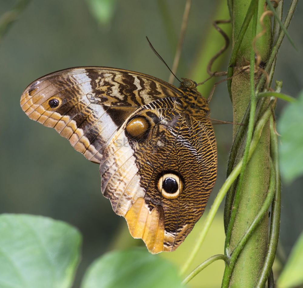 Similar – Foto Bild nachtfalter? Schmetterling