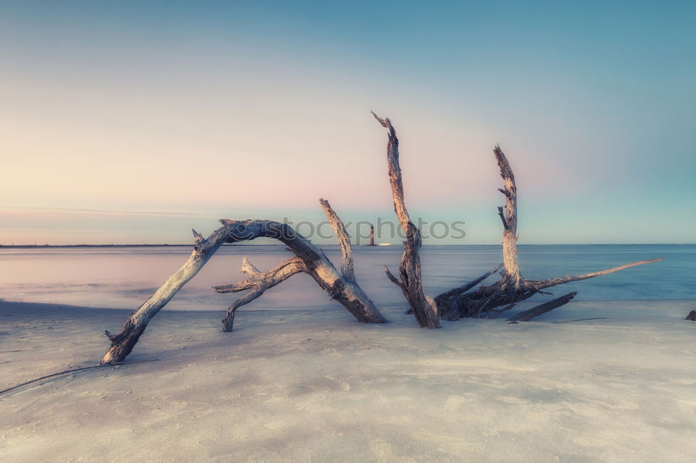 Roots in the icy lake