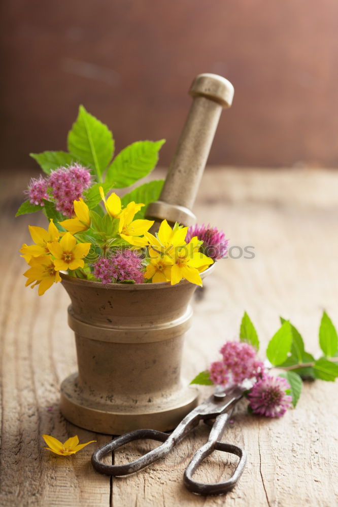 Similar – Allotment garden with primroses flowers, shovel and shield