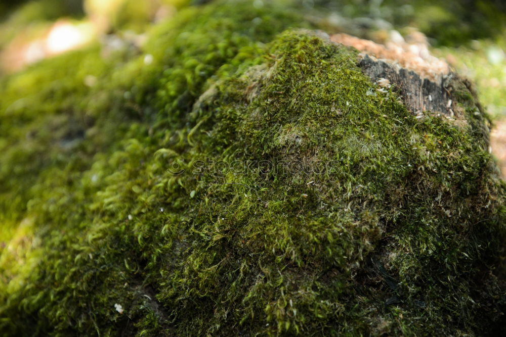 Similar – fungus Wood Tree bark