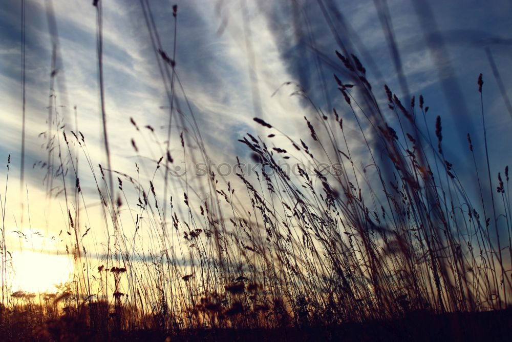 Similar – Image, Stock Photo Sunset, grass, reed, siluette, sunset,