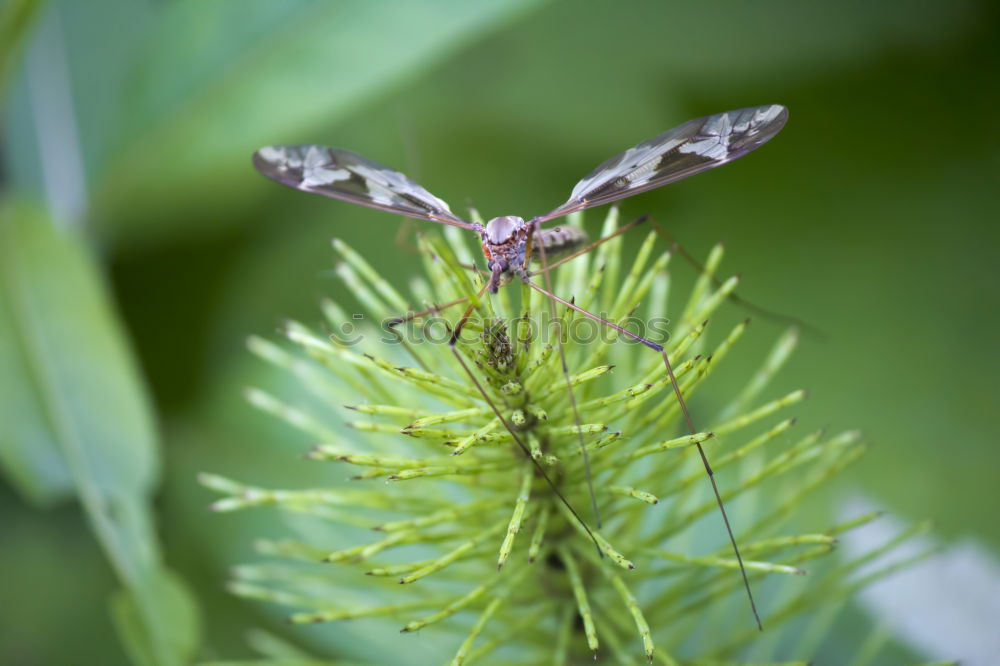 Similar – Image, Stock Photo flower predator