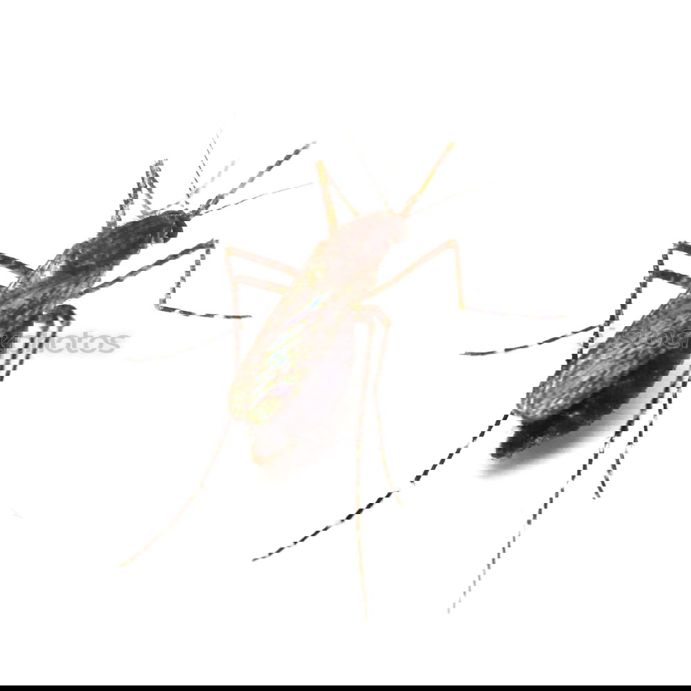 Similar – Image, Stock Photo bow tie Insect Wood Fly