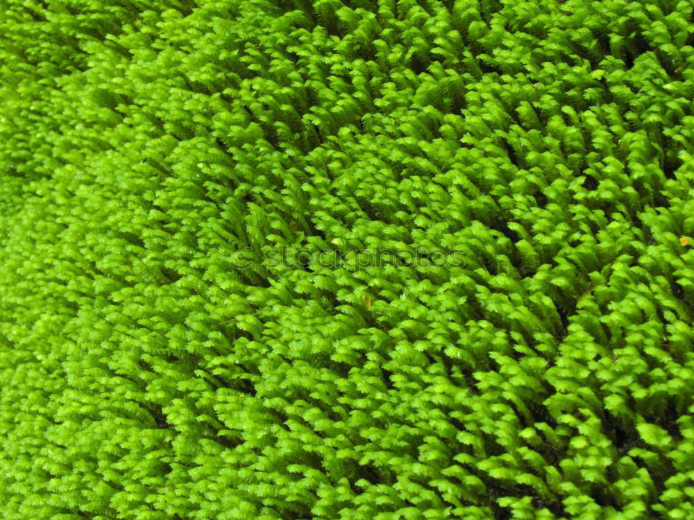 Similar – Image, Stock Photo duckweed Green Juicy Fresh