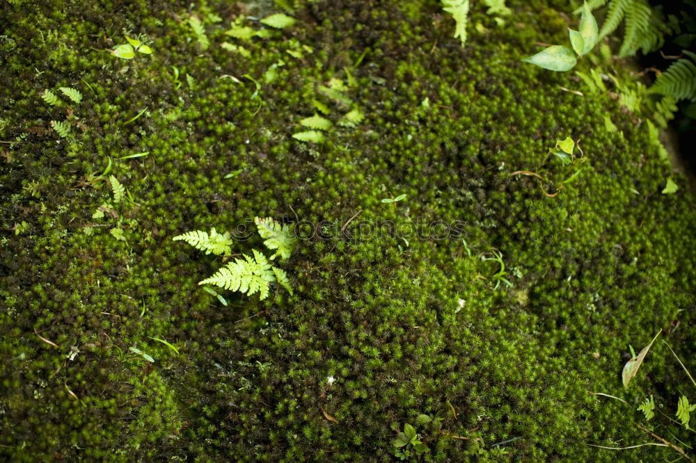 Similar – Foto Bild moos Baum grün Baumrinde